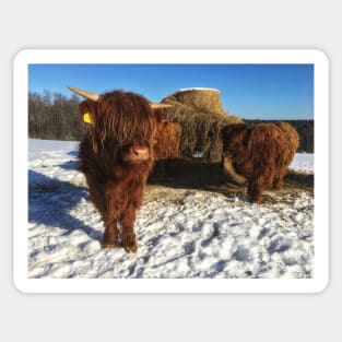 Scottish Highland Cattle Calves 1932 Sticker